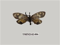 藏品(史氏狹翅螢斑蛾)的圖片